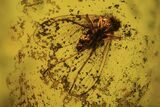 Fossil Moth Fly (Psychdidae) In Baltic Amber #120654-1